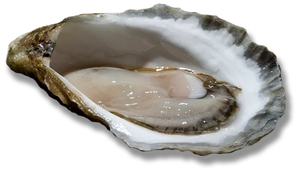 Oyster on the half-shell