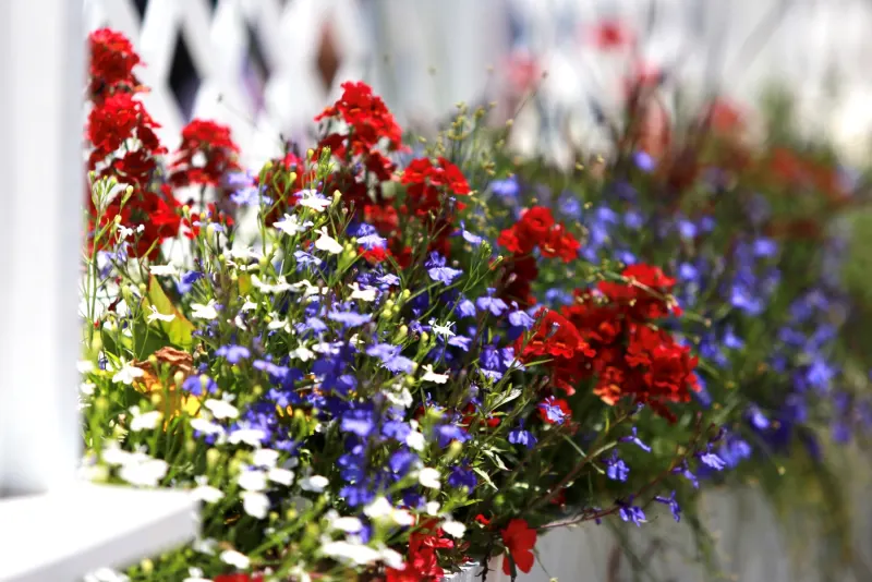Flower box outside the Raw Bar