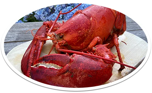 Steamed whole lobster on a plate