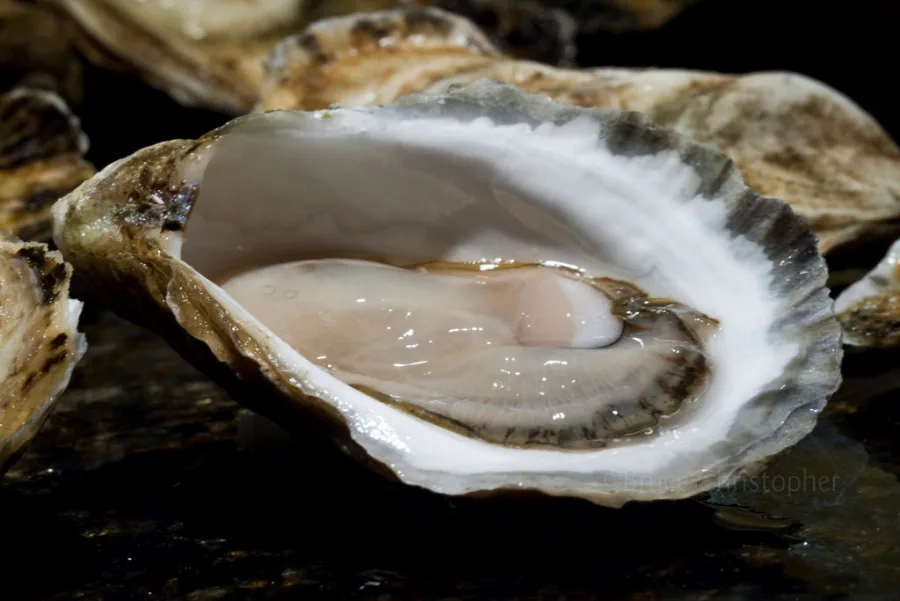 Fresh oyster on the half-shell